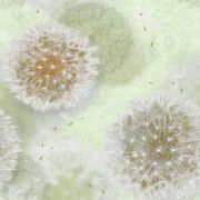 Одуванчики 04 Х15 флекс Обои Саратов